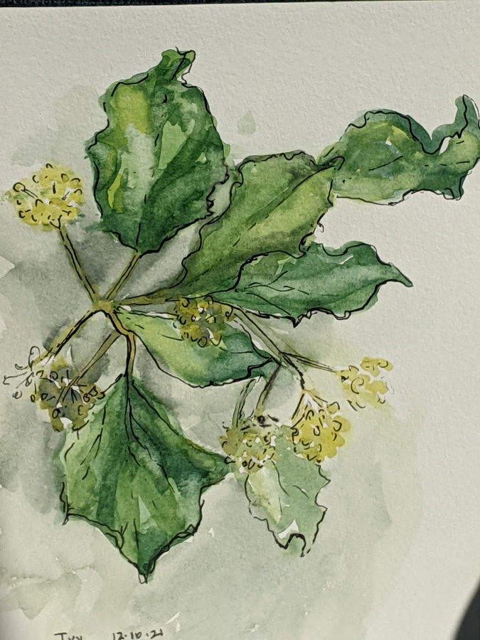 Ivy, watercolour and ink 2022
